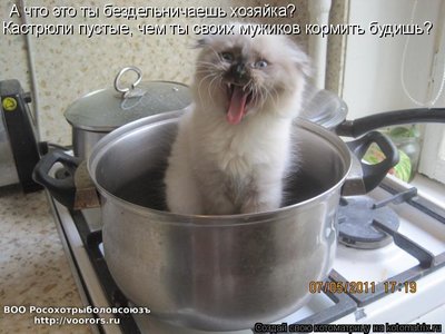 кастр.jpg
