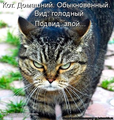 злой.jpg