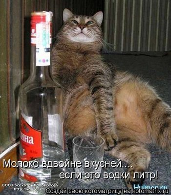 мол.jpg