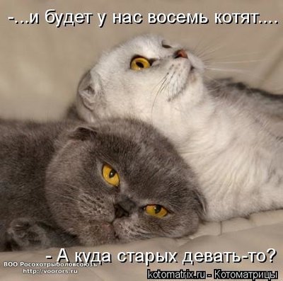 кот.jpg
