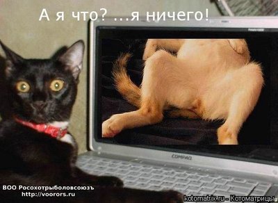 чо.jpg