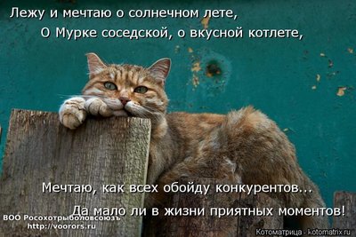 кон.jpg