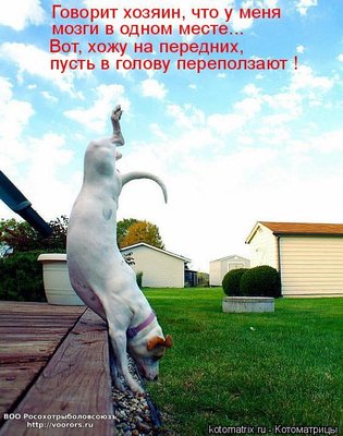 мозг.jpg
