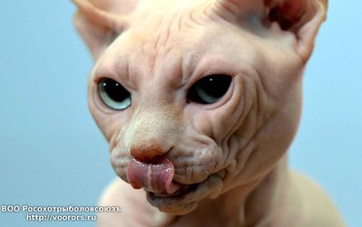 topshots-sphynx-cat-is-25d0-diaporama.jpg