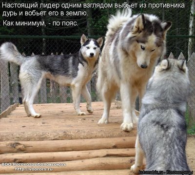 лидер.jpg