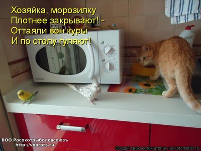 кур.jpg
