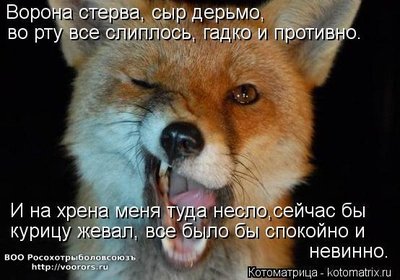 лис.jpg