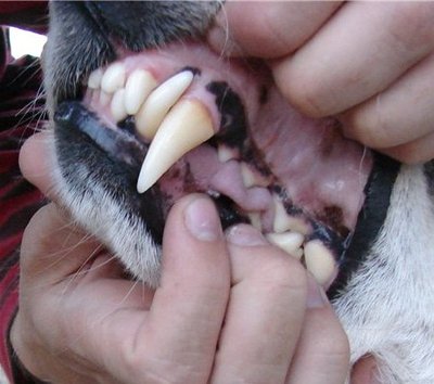 зубы 2.JPG