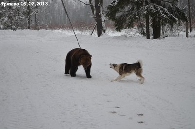 Фрязево4.jpg