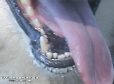 Зубы Музгара.JPG