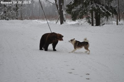 Фрязево3.jpg