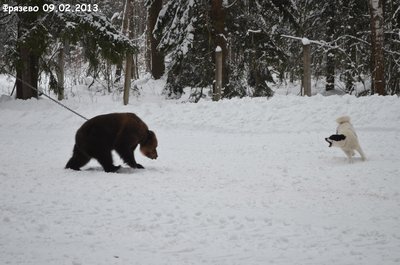 Фрязево2.jpg
