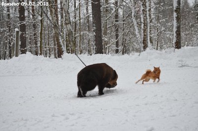 Фрязево5.jpg