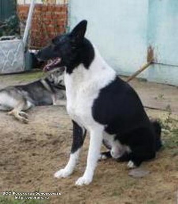 13602_Каюр Дмитриева.jpg