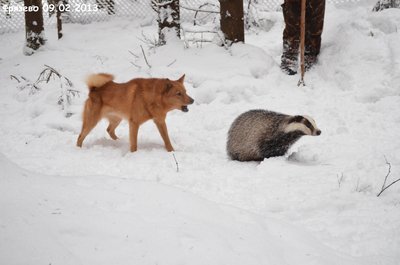 Фрязево4.jpg