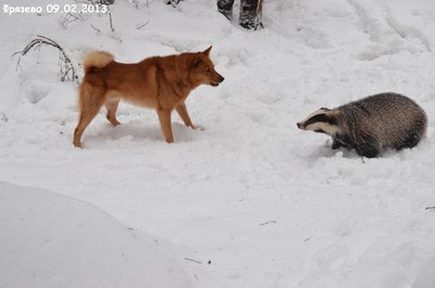 Фрязево3.jpg