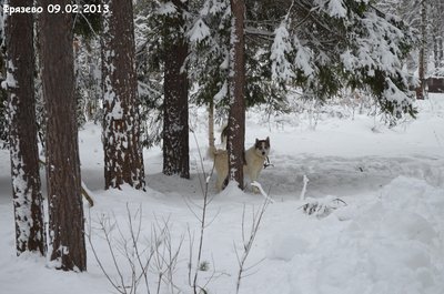Фрязево2.jpg