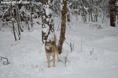 Фрязево6.jpg
