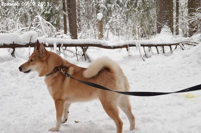 Фрязево9.jpg