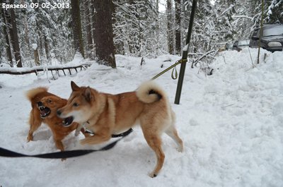 Фрязево10.jpg