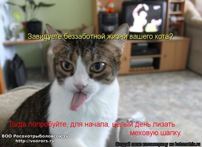 лиз.jpg