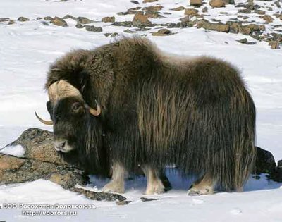 musk-ox.jpg