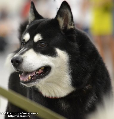 Amur Wold Winner 2016-2 — копия.jpg