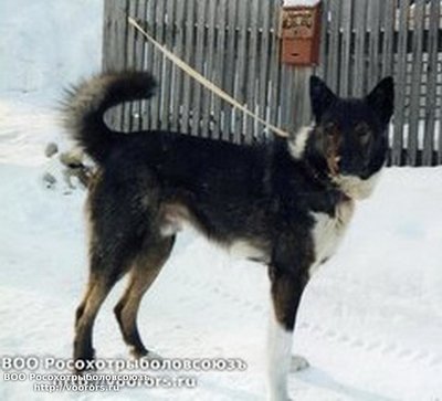 Шаман012.jpg