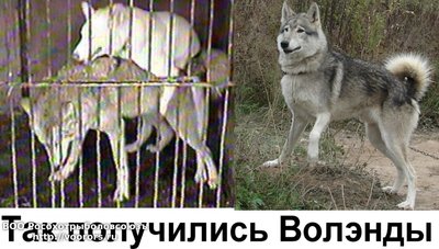 так получ волд.JPG