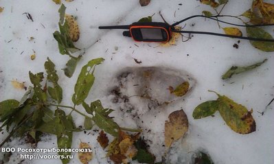 image.jpeg