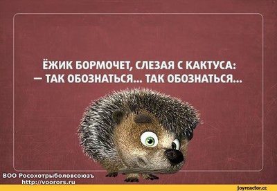 смешные-картинки-ёжик-песочница-удалённое-2930174.jpeg