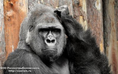 Animals___Monkeys___Here_it_is_necessary_to_think_041838_.jpg