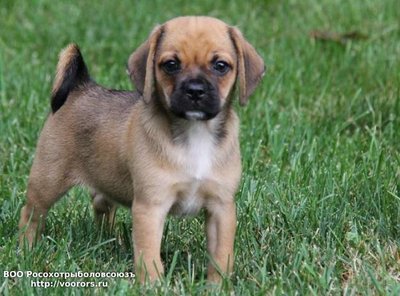 puggle-4.jpg