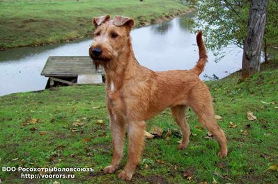 Irish-Terrier.jpg