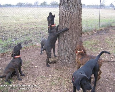 Plott hound_4.JPG