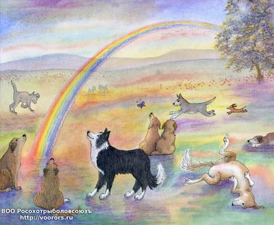 8x10-rainbow-bridge-with-border-collie-V1.jpg