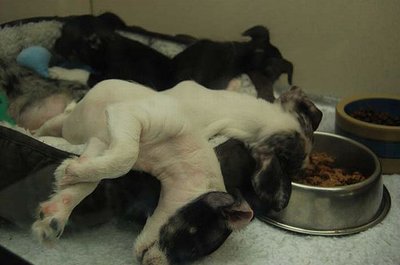 cute_dogs_02.jpg