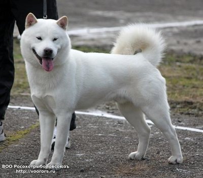 Hokkaido-Inu.jpg