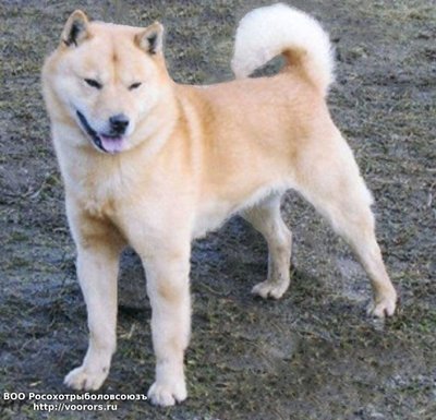 hokkaido-inu-poroda.jpg