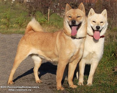 1405433698_hokkaido-dogs.jpg