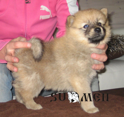 puppy.jpg