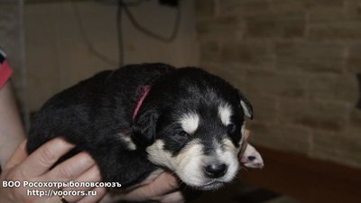 gallery_6567_648_51447.jpg