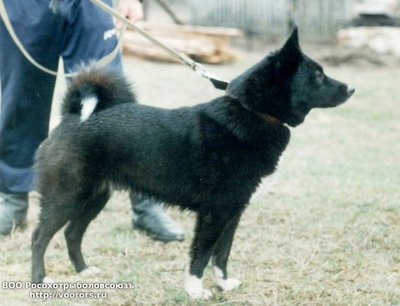 CH. KIRA-0001120.JPG