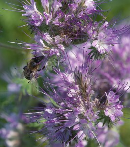 phacelia.jpg