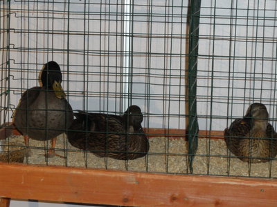 DSC04523.JPG