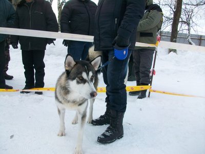 СР.коб.-4 место-ринг..JPG