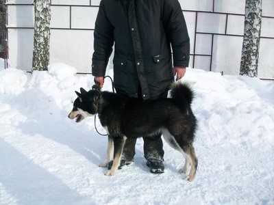 Багира.Журавлев.JPG