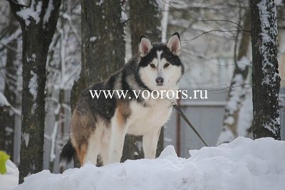 0_a8f68_8d526cc2_L_jpeg.jpg