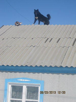 кот1.jpeg