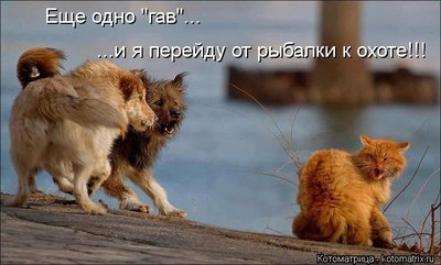 гав.jpg